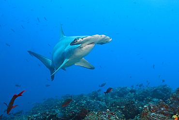 Scalloped Hammerhead Shark, Sphyrna lewini, Wolf Island, Galapagos, Ecuador