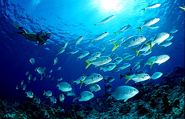 Bigeye trevally and scuba diver, Caranx sexfasciatus, Cuba, Caribbean Sea