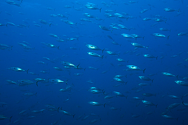 Shoal of Striped Bonito, Sarda orientalis, Wolf Island, Galapagos, Ecuador