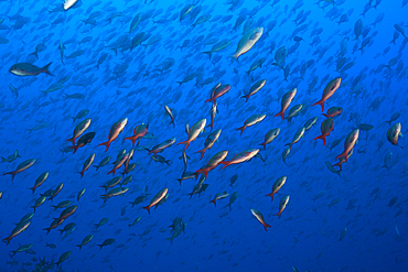 Shoal of Pacific Creolefish, Paranthias colonus, Wolf Island, Galapagos, Ecuador