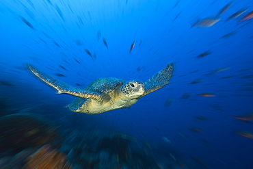 Green Sea Turtle, Chelonia mydas, Wolf Island, Galapagos, Ecuador