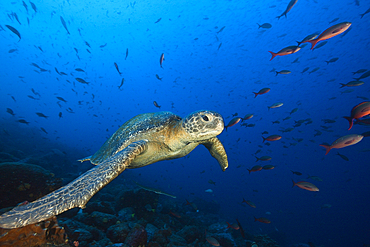 Green Sea Turtle, Chelonia mydas, Wolf Island, Galapagos, Ecuador