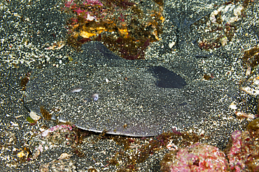 Giant Electric Ray, Narcine entemedor, Cabo Douglas, Fernandina Island, Galapagos, Ecuador