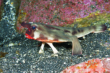 Red-lipped Batfish, Ogcocephalus darwini, Cabo Douglas, Fernandina Island, Galapagos, Ecuador