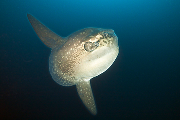 Ocean Sunfish, Mola mola, Punta Vicente Roca, Isabela Island, Galapagos, Ecuador