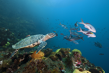 Hawksbill Sea Turtle, Eretmochelys imbricata, Punta Vicente Roca, Isabela Island, Galapagos, Ecuador