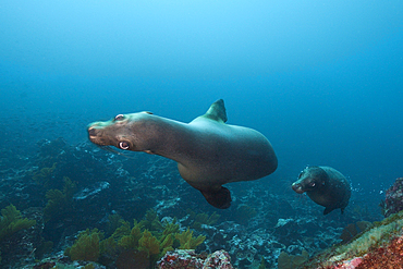 Galapagos Sea Lion, Zalophus wollebaeki, Punta Vicente Roca, Isabela Island, Galapagos, Ecuador