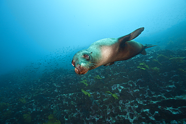 Galapagos Sea Lion, Zalophus wollebaeki, Punta Vicente Roca, Isabela Island, Galapagos, Ecuador