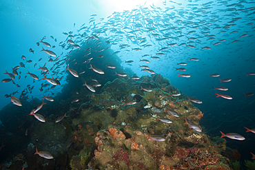 Shoal of Pacific Creolefish, Paranthias colonus, Punta Vicente Roca, Isabela Island, Galapagos, Ecuador