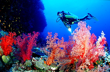 Scuba diver and soft corals, Egypt, Red Sea, Brother Islands