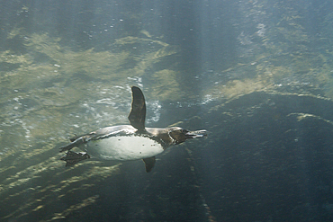 Galapagos Penguin, Spheniscus mendiculus, Punta Vicente Roca, Isabela Island, Galapagos, Ecuador