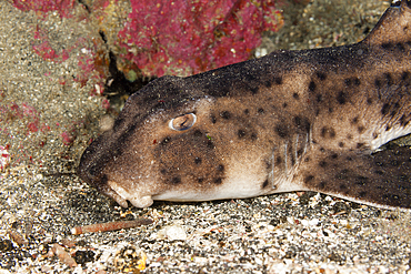 Galapagos Bullhead Shark, Heterodontus quoyi, Punta Vicente Roca, Isabela Island, Galapagos, Ecuador