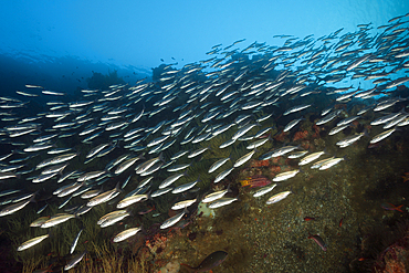 Black striped Salema, Xenocys jessiae, Punta Vicente Roca, Isabela Island, Galapagos, Ecuador