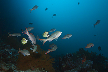 Barberfishes clean Pacific Creolefish, Johnrandallia nigrirostris, Punta Vicente Roca, Isabela Island, Galapagos, Ecuador