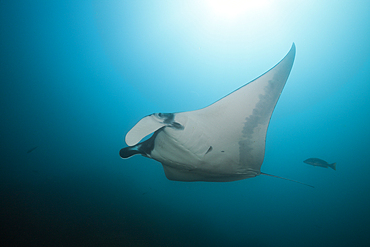 Reef Manta, Manta alfredi, Cabo Marshall, Isabela Island, Galapagos, Ecuador