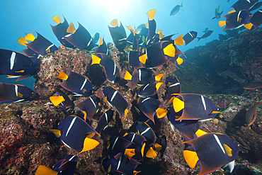 Shoal of King Angelfish, Holacanthus passer, Cabo Marshall, Isabela Island, Galapagos, Ecuador