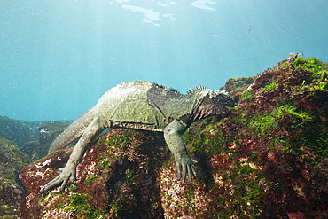 Marine Iguana feeding at Sea, Amblyrhynchus cristatus, Cabo Douglas, Fernandina Island, Galapagos, Ecuador