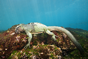 Marine Iguana feeding at Sea, Amblyrhynchus cristatus, Cabo Douglas, Fernandina Island, Galapagos, Ecuador