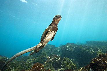 Marine Iguana feeding at Sea, Amblyrhynchus cristatus, Cabo Douglas, Fernandina Island, Galapagos, Ecuador