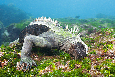 Marine Iguana feeding at Sea, Amblyrhynchus cristatus, Cabo Douglas, Fernandina Island, Galapagos, Ecuador