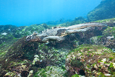 Marine Iguana feeding at Sea, Amblyrhynchus cristatus, Cabo Douglas, Fernandina Island, Galapagos, Ecuador