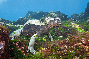 Marine Iguana feeding at Sea, Amblyrhynchus cristatus, Cabo Douglas, Fernandina Island, Galapagos, Ecuador