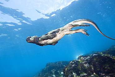 Marine Iguana feeding at Sea, Amblyrhynchus cristatus, Cabo Douglas, Fernandina Island, Galapagos, Ecuador