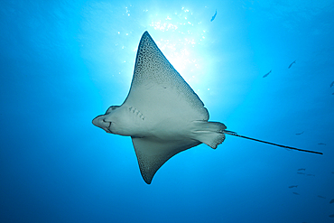 Spotted Eagle Ray, Aetobatus narinari, Wolf Island, Galapagos, Ecuador