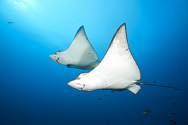 Spotted Eagle Ray, Aetobatus narinari, Wolf Island, Galapagos, Ecuador