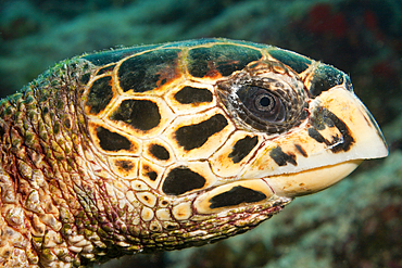 Head of Hawksbill Sea Turtle, Eretmochelys imbricata, Felidhu Atoll, Maldives