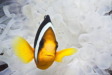 Clarks Anemonefish, Amphiprion clarkii, Felidhu Atoll, Maldives