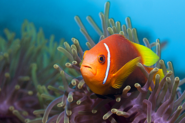 Maldive Anemonefish, Amphiprion nigripes, Felidhu Atoll, Maldives