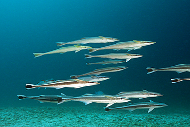 Shoal of Suckerfish, Echeneis naucrates, North Male Atoll, Maldives