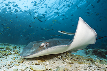 Pink Whipray, Pateobatis fai, North Male Atoll, Maldives