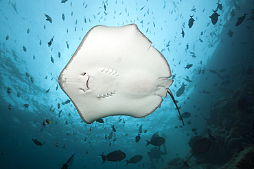 Pink Whipray, Pateobatis fai, North Male Atoll, Maldives