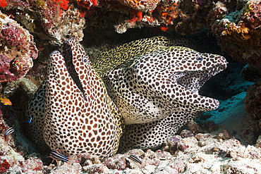 Group of Honeycomb Moray, Gymnothorax favagineus, North Male Atoll, Maldives