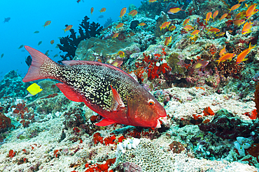 Redlip Parrotfish, Scarus rubroviolaceus, North Male Atoll, Maldives