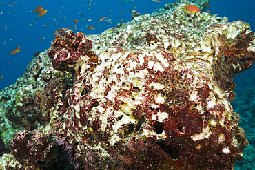 Bite Marks of Parrotfish, North Male Atoll, Maldives