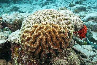 Bleached Corals on Reef Top, North Male Atoll, Maldives