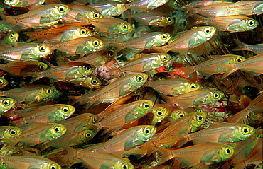 Pygmy sweeper, Parapriacanthus ransonneti, Maldives Island, Indian Ocean, Ari Atol, Maayafushi