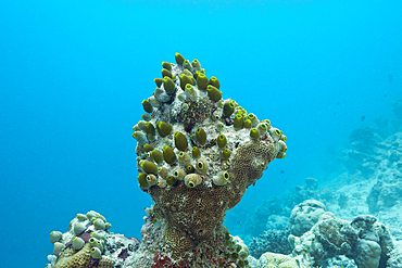 Tunicates settles on bleached Corals, Didemnum molle, North Male Atoll, Maldives