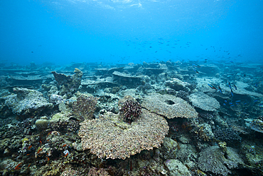 Bleached Corals on Reef Top, North Male Atoll, Maldives