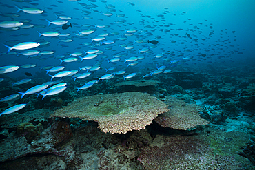 Bleached Corals on Reef Top, North Male Atoll, Maldives