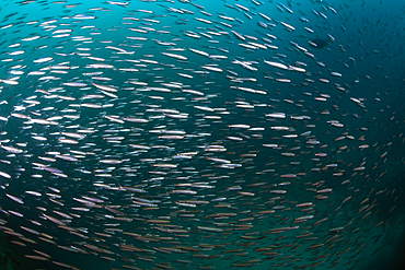 Shoal of Sardine fusilier, Dipteryginotus balteatus, South Male Atoll, Maldives