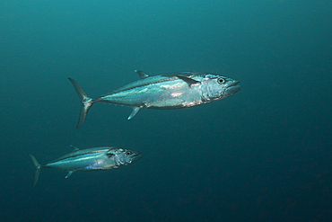 Dogtooth Tuna, Gymnosarda unicolor, South Male Atoll, Maldives