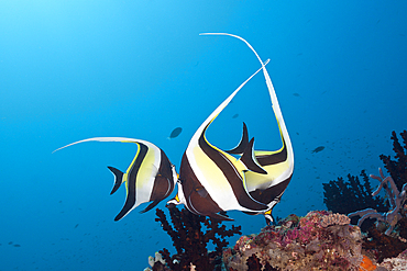 Moorish Idol, Zanclus cornutus, South Male Atoll, Maldives