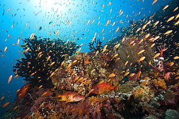 Colored Coral Reef, South Male Atoll, Maldives