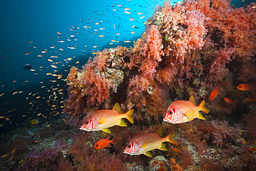 Longjaweed Squirrelfish in Coral Reef, Sargocentron spiniferum, Felidhu Atoll, Maldives