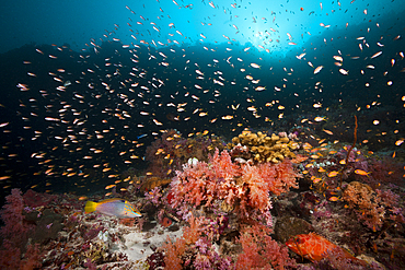 Colored Coral Reef, Felidhu Atoll, Maldives