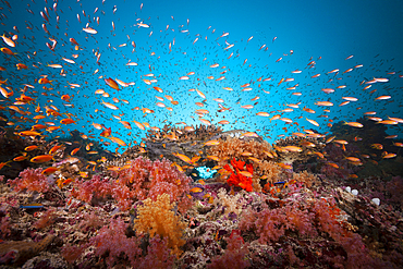 Colored Coral Reef, Felidhu Atoll, Maldives